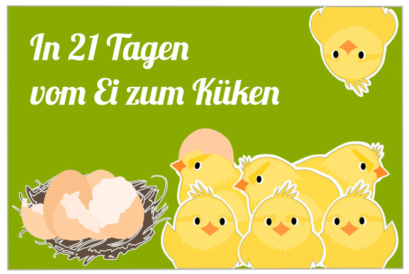 Vektorgrafik Küken und Eier im Nest