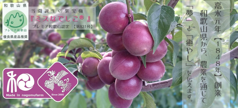 紫宝梅™『ミスなでしこⓇ』　和×夢 nagomu farm　