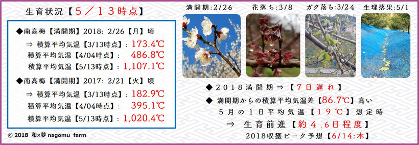 2018 南高梅生育状況【立夏：5/13時点】　和×夢 nagomu farm