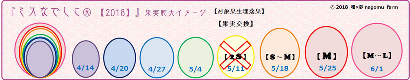 ミスなでしこⓇ果実肥大イメージ【2018】