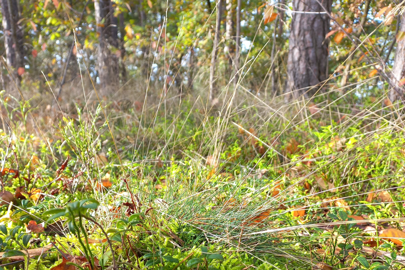 Wald_im_Herbst
