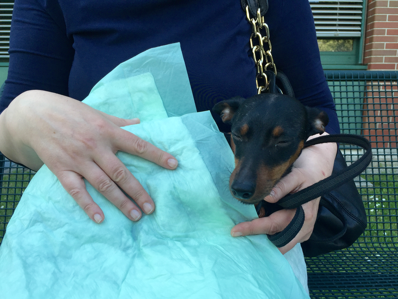 Wie giftig ist Kaffee für Hunde? Coco, AbsolutHund.at,