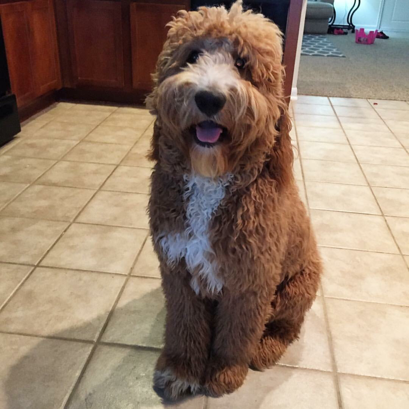 Examples Of Our Grown Goldendoodle Lines Oodle