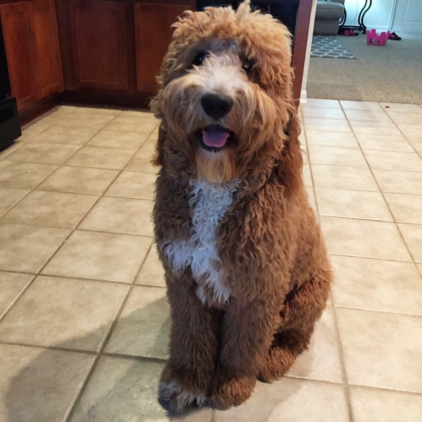 F1 Goldendoodle