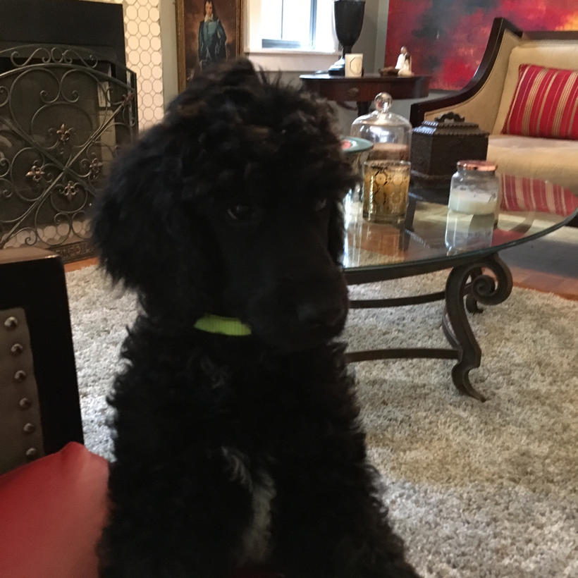 Standard Poodle 