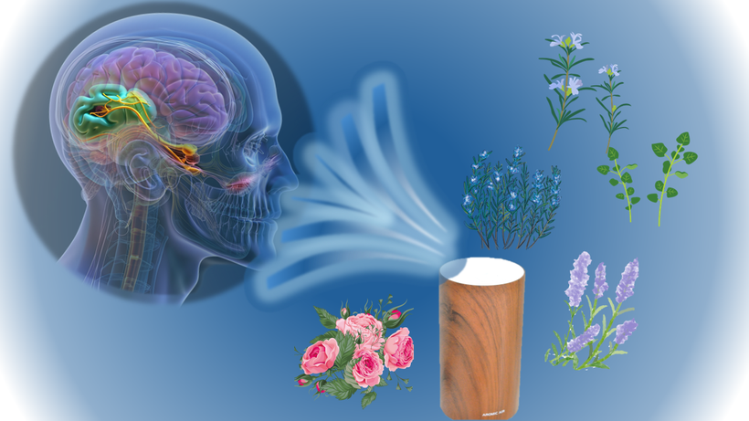 アロマの香りは脳に直接作用し、視床下部を介して自律神経、内分泌系、名駅系に作用し、心身のバランスを整えます。