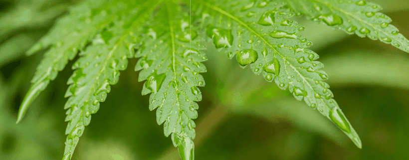 Regionale Unterschiede bei den Cannabis-Sorten