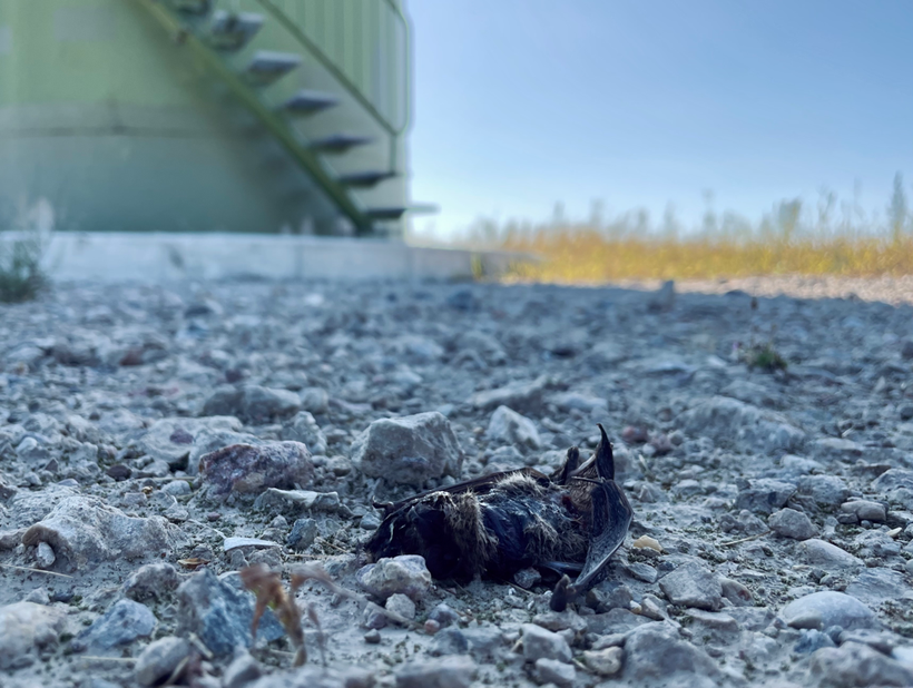 Nathusius‘ pipistrelle bat found dead below a windturbine.