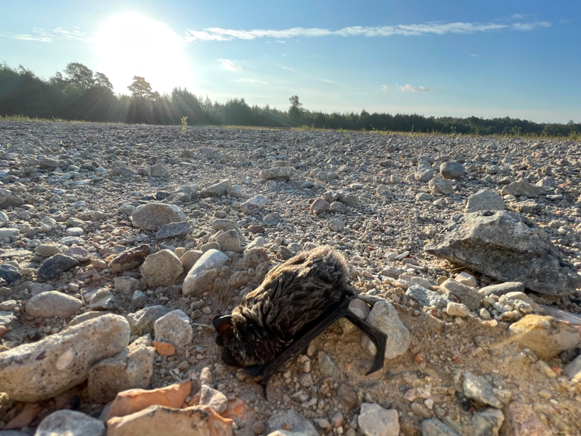 A still-alive but severely injured parti-coloured bat found below a wind turbine.  