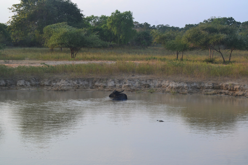 Yala National Park, Sri Lanka