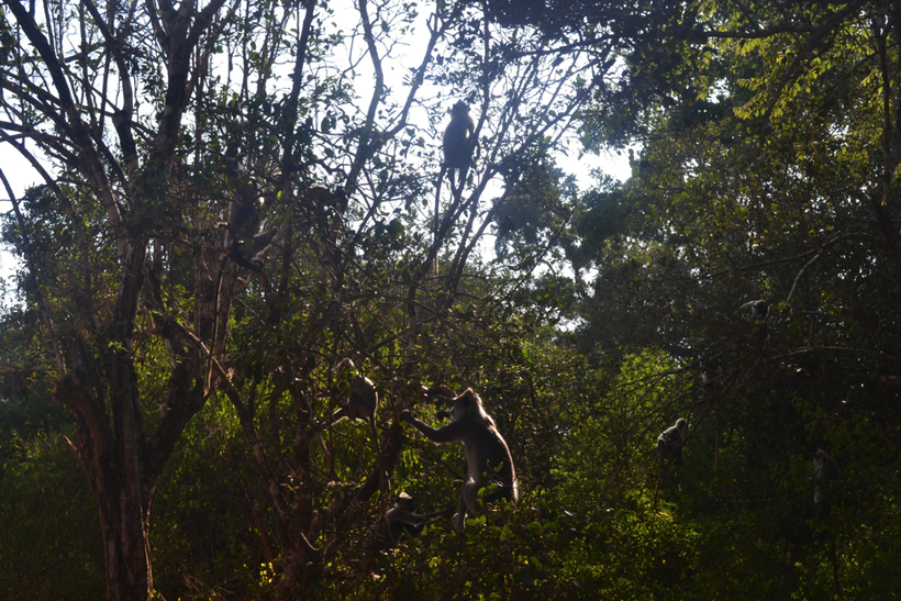 Yala National Park, Sri Lanka