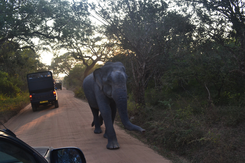 Yala National Park, Sri Lanka