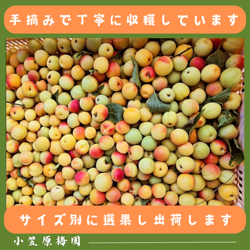 生梅の注文 - 小笠原梅園
