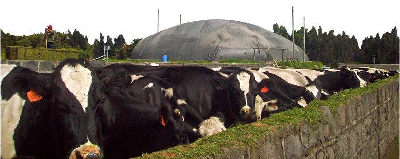 CSTR lagoon digester for dairy cattle - Aqualimpia Engineering 
