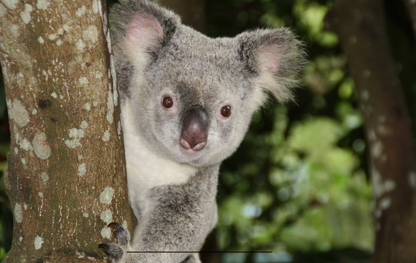 Dierentuin Duitsland