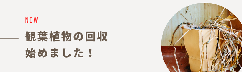 お花の回収屋さんでは、観葉植物の回収も新しく始めました。