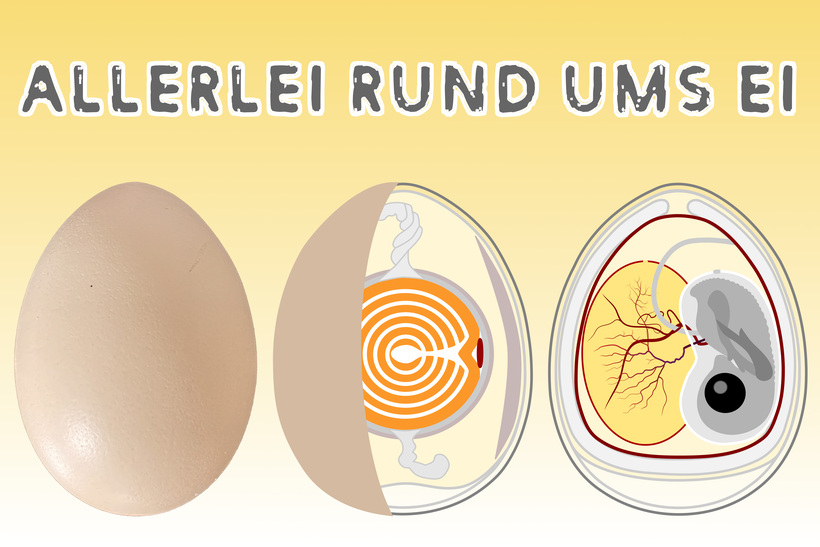 Vektorgrafik Hühnerei, Eiaufbau, Embryo im Hühnerei