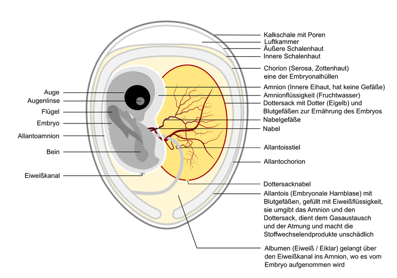 Vektorgrafik Embryo im Brutei