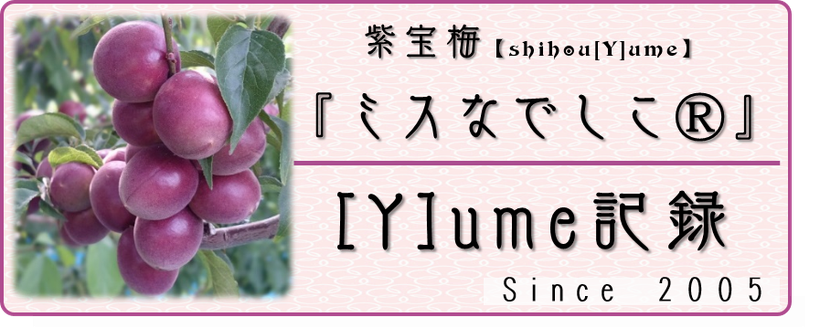 ミスなでしこ Y Ume記録 和 夢 Nagomu Farm ミスなでしこ Y Ume記録 和 夢 Nagomu Farm