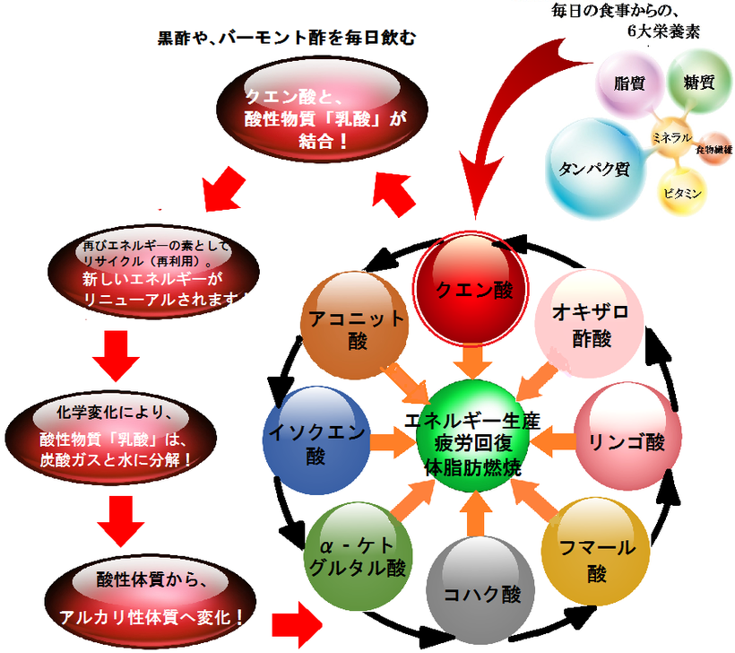 クエン酸サイクルのしくみを、わかりやすく画像で解説しています。