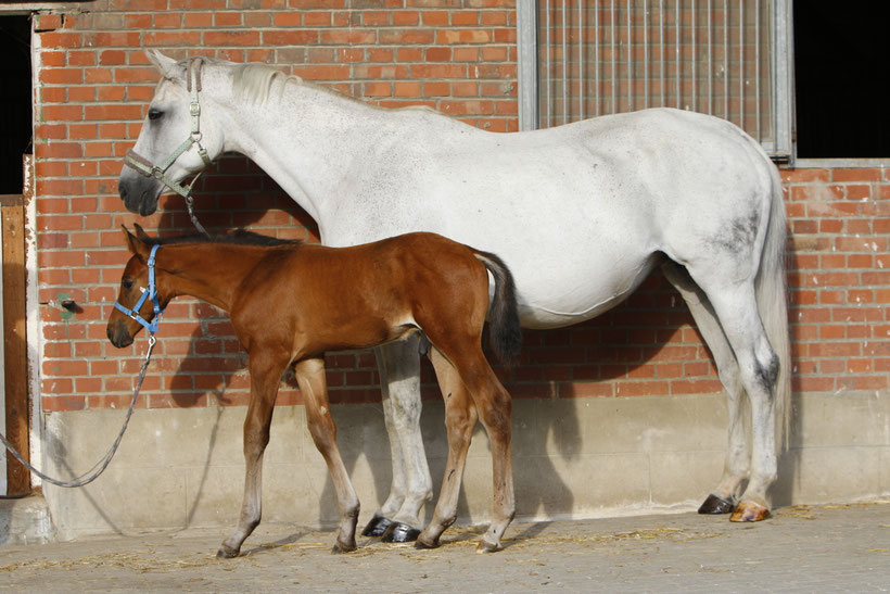 Stute decken lassen - Höchstalter - Reitsportblog reiten-reicht