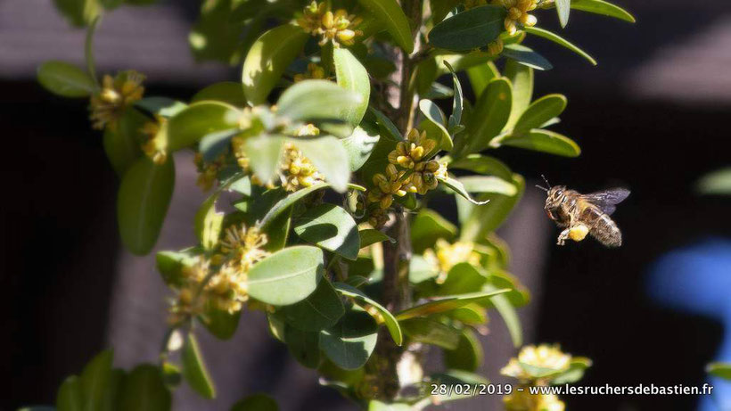 Fleur du Buis et apis mellifera, Cévennes