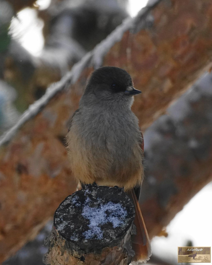 menschundnatur, lavskrika, Singvögel