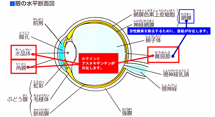 水晶体と黄斑部に、ルテインとアスタキサンチンが多く存在しています。また黄はん部と網膜には、亜鉛が存在します。