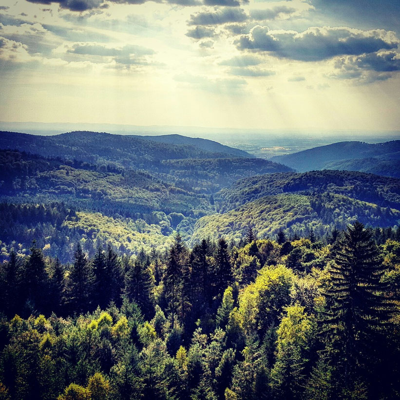 Wald, Odenwald, Survivalgegend