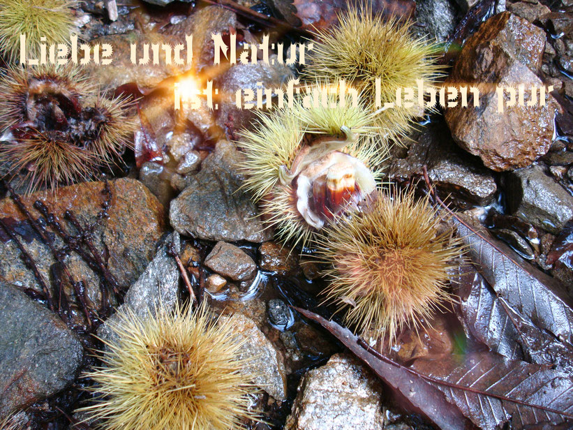 Leben und Natur ist einfach Leben pur