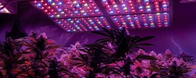 LED Growlampen für den Cannabisanbau