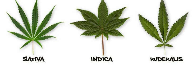 Indica oder Sativa