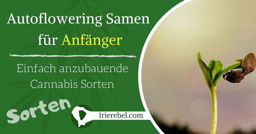 Autoflowering Samen für Anfänger - Einfach anzubauende Cannabis Sorten