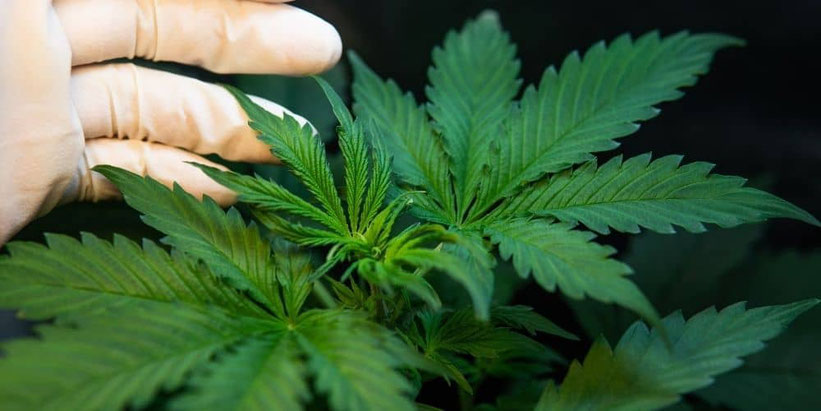 Die vegetative Phase – Das Wachstum von Cannabis