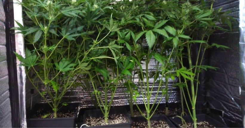 Intensive Entlaubung von Autoflowering-Pflanzen als ertragssteigernde Technik