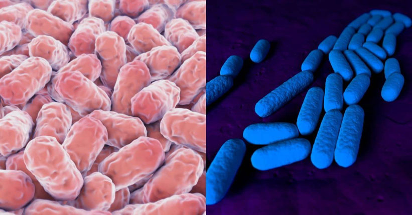 Ampelomyces Quisqualis, Bacillus Pumilus & Bacillus subtilis