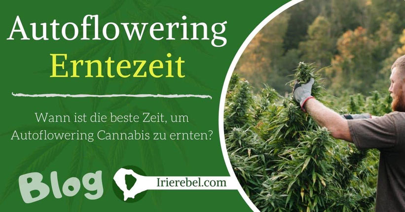 Wann ist die beste Zeit, um Autoflowering Cannabis zu ernten