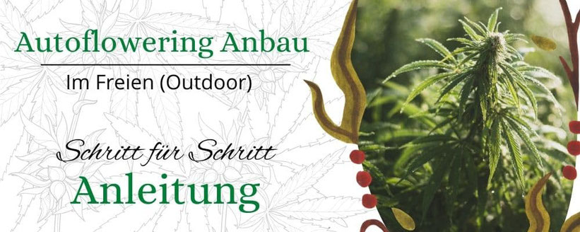 Schritt-für-Schritt-Anleitung für den Anbau von Autoflowering-Cannabis im Freien