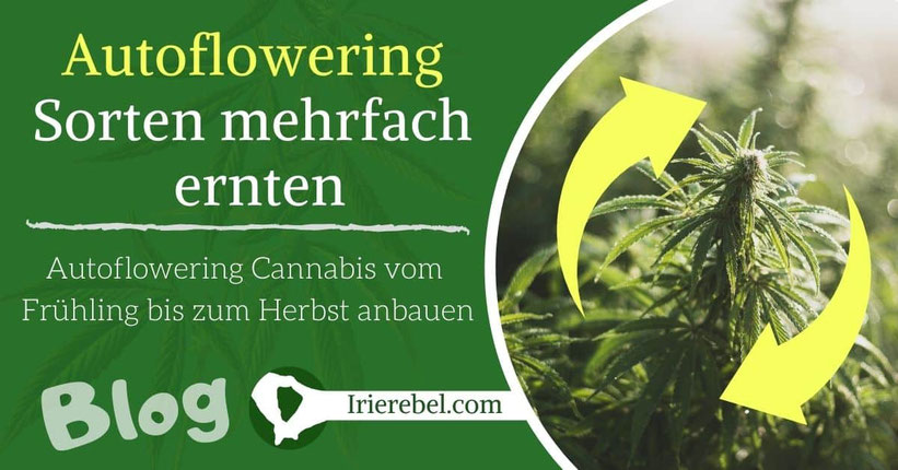 Autoflowering Cannabis das ganze Jahr anbauen - Vom Frühling bis zum Herbst & mehrfach ernten