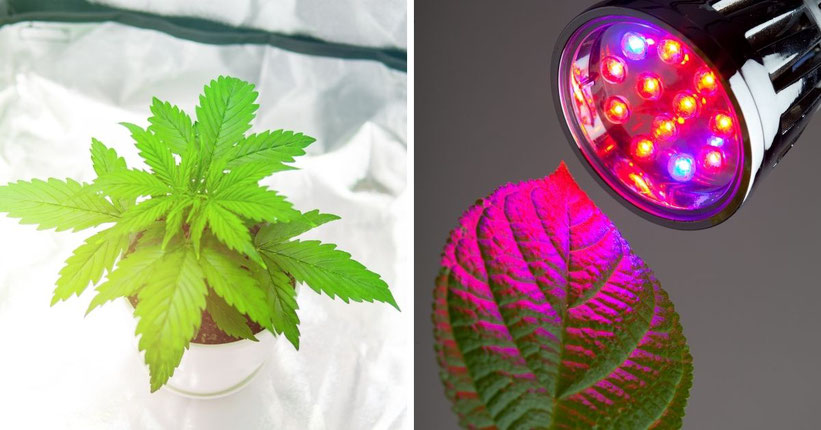 Die Bedeutung von Grow-Lampen für den Cannabis-Anbau