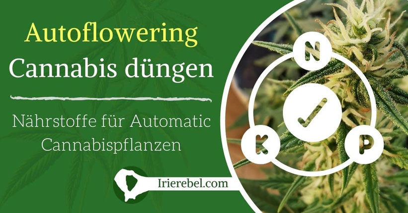 Wie & wann Autoflowering Cannabis düngen