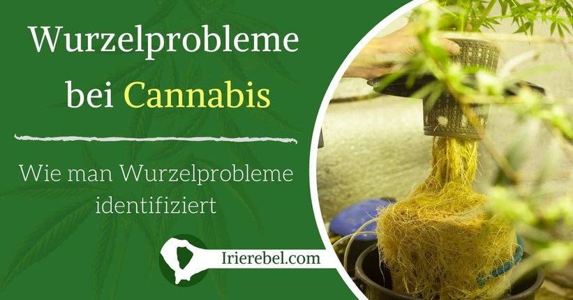 Wie man Wurzelprobleme bei Cannabis-Pflanzen identifiziert