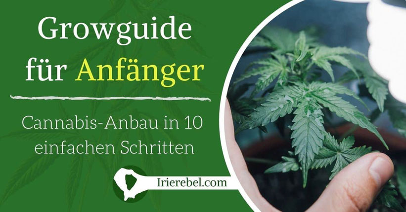 Growguide für Anfänger