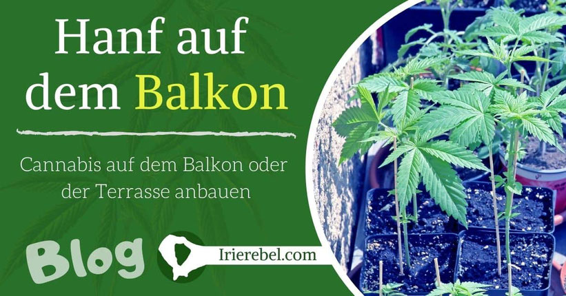 Hanf auf dem Balkon oder der Terrasse anbauen