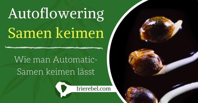 Autoflowering Hanfsamen keimen lassen - Wie man Automatic Samen keimt