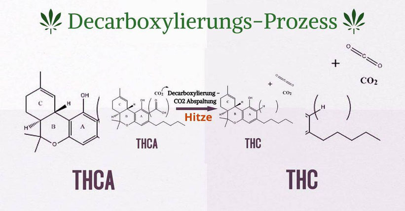 Cannabis Tee nicht ohne decarboxyliertem Cannabis