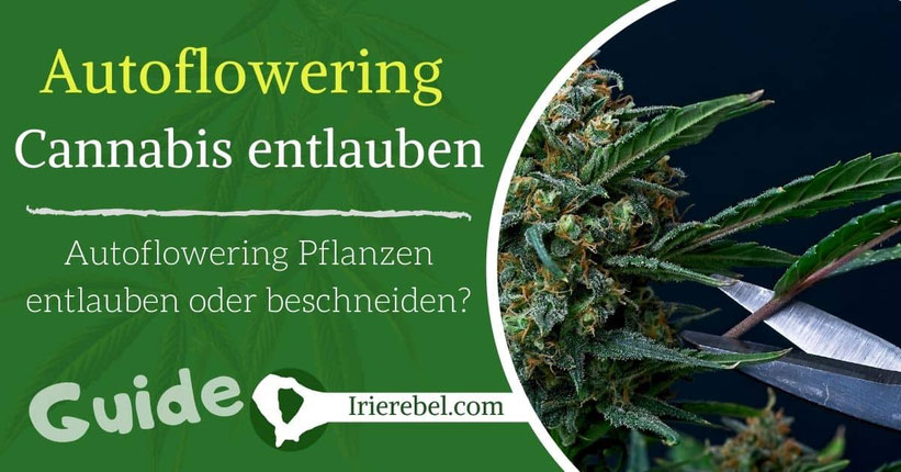 Autoflowering Cannabis entlauben oder beschneiden - Wann & wie viel