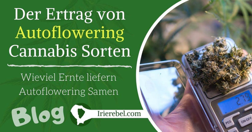 Der Ertrag von Autoflowering Cannabis Sorten - Wieviel Ernte liefern Autoflowering Samen