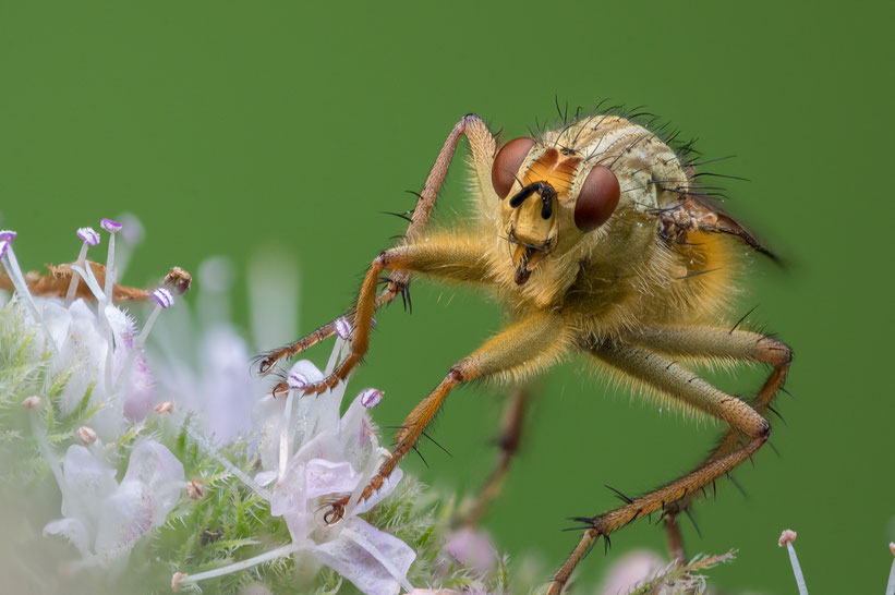 Dungfliege auf Minzeblüte (Fokusbracketing aus 121 Einzelbildern, Z6 + Sigma 105mm + Raynox 250 Nahlinse, f11 , 1/15s, ISO1000)