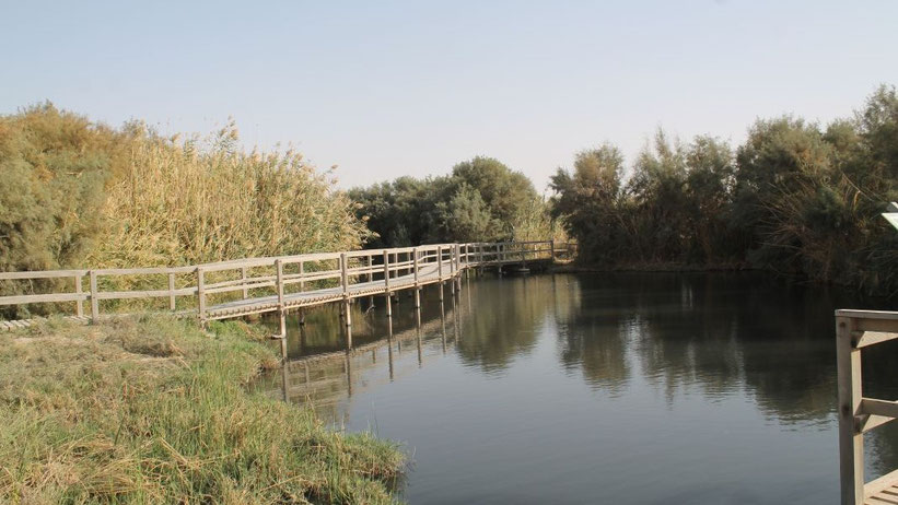 Azraq Wetlands, Jordanien